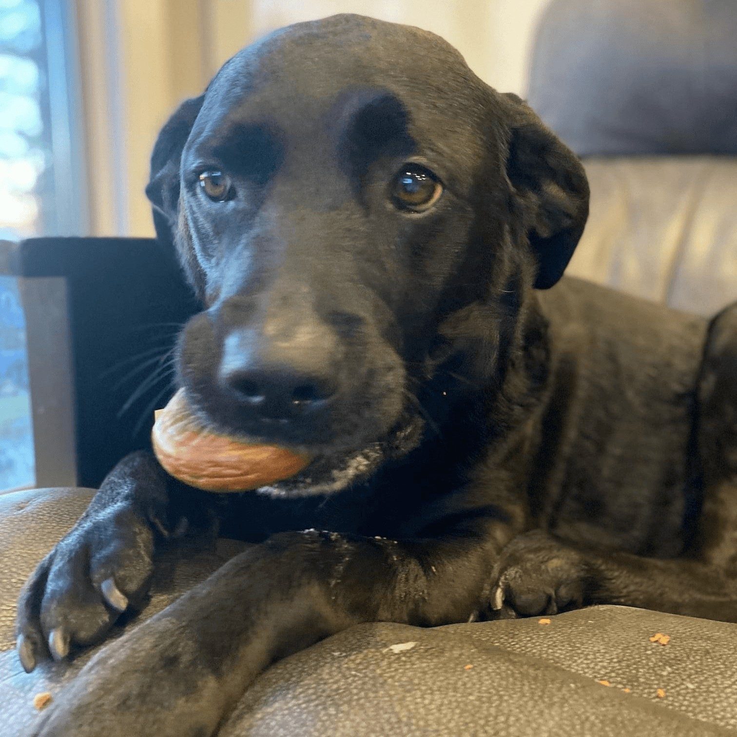 Dog Bagel.