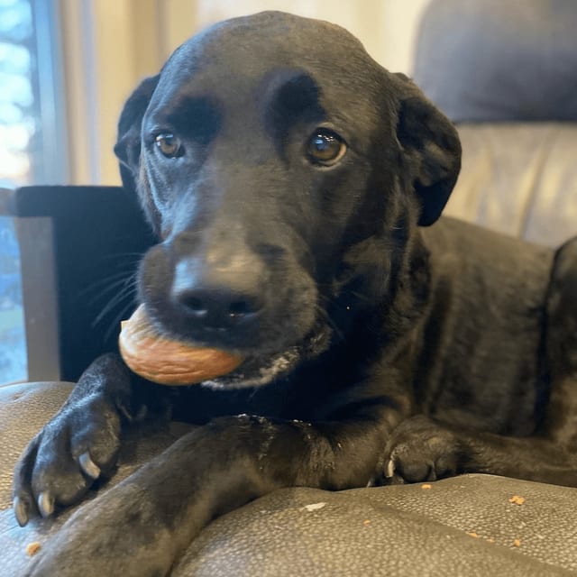 Dog Bagel.